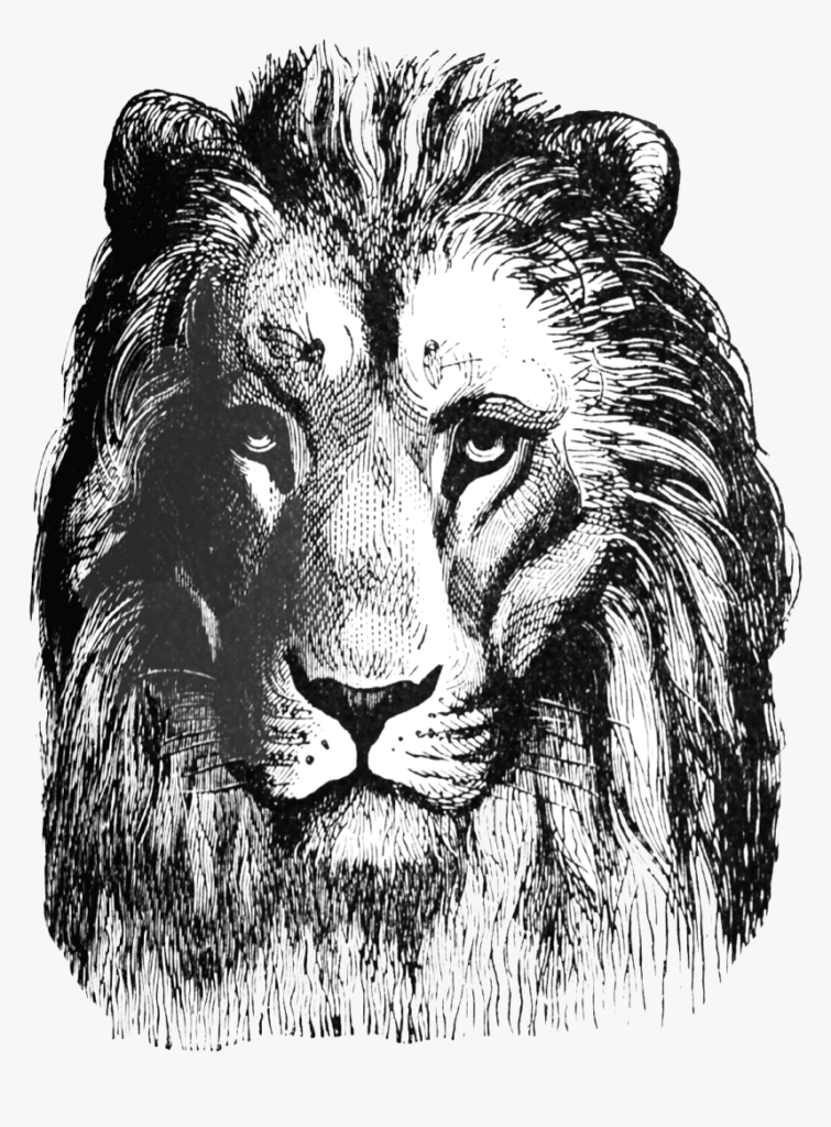 640 6401886 lion drawing png no background transparent png